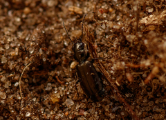 Syntomus foveatus