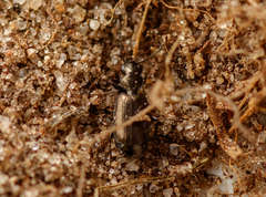 Syntomus foveatus