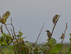 Ploceus cucullatus