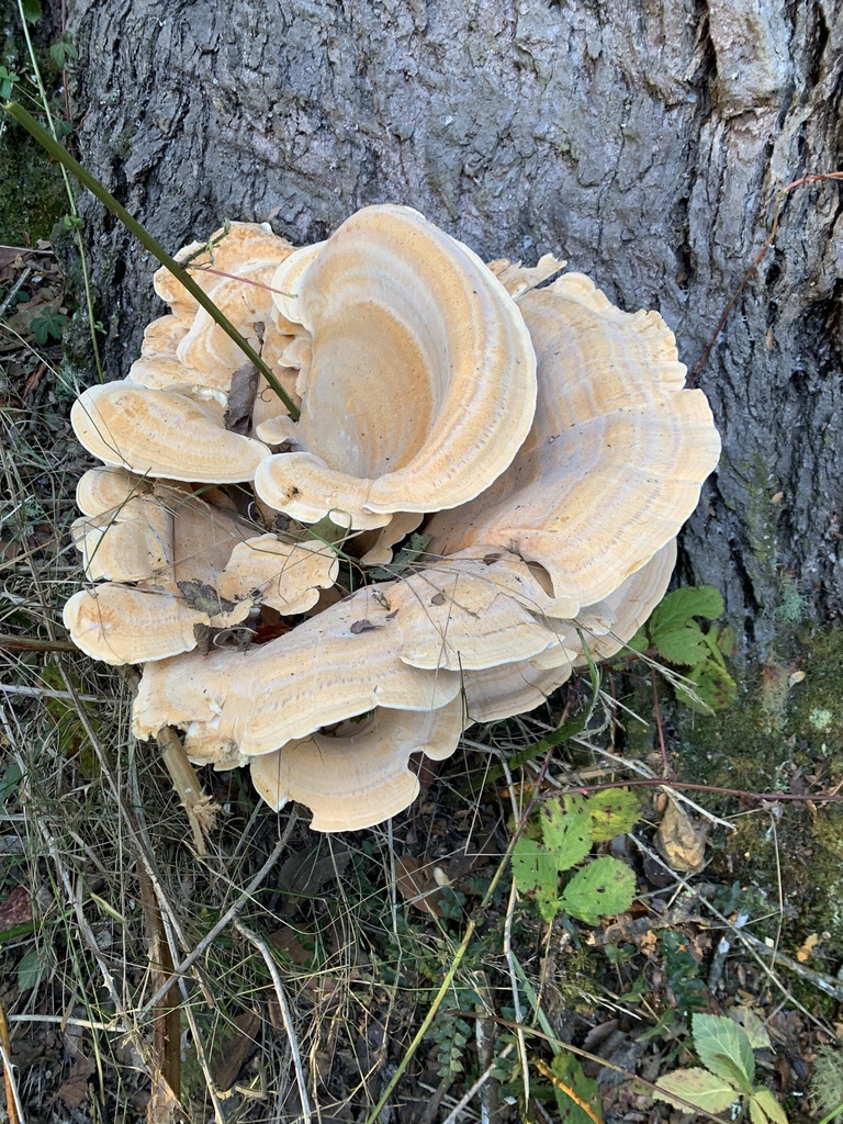 Bondarzewia guaitecasensis · May 2021 · photo: © nitsuga74 (iNaturalist, cc-by)