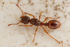 Myrmica sabuleti