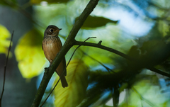 Muscicapa ferruginea
