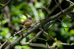 Muscicapa ferruginea