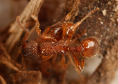 Myrmica sabuleti