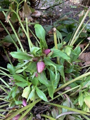 Helleboreae