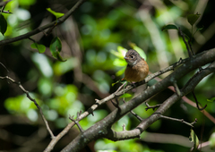 Muscicapa ferruginea