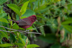 Carpodacus formosanus