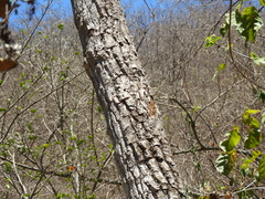 Gyrocarpus jatrophifolius
