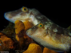 Canthigaster capistrata