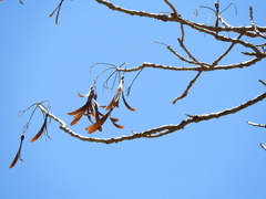 Gyrocarpus jatrophifolius