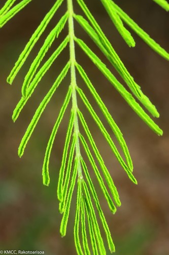 Acacia minutifolia image