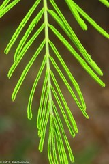 Image of Acacia minutifolia