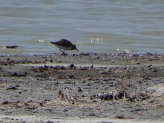 Calidris fuscicollis
