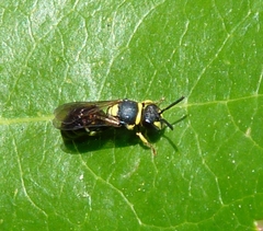 Hylaeus pictus