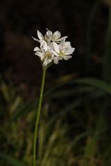 Allium trifoliatum