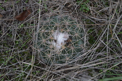 Coryphantha pycnacantha