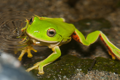 Moltrecht's Treefrog photo 4