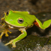 Moltrecht's Green Tree Frog - Photo (c) Liu JimFood, some rights reserved (CC BY-NC), uploaded by Liu JimFood