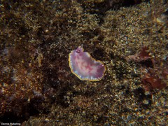Felimida purpurea