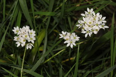 Allium trifoliatum