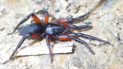 Gnaphosa bicolor