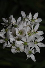 Allium trifoliatum