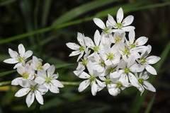Allium trifoliatum