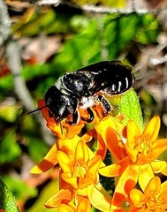 Lithurgopsis gibbosa
