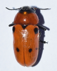 Tituboea sexmaculata