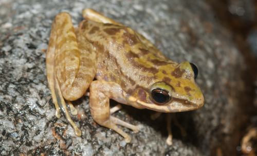 Swinhoe's frog, photo 3 of 8
