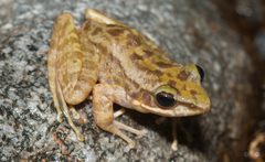Bangkimtsing Frog photo 3