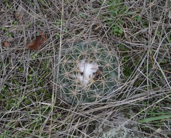 Coryphantha pycnacantha