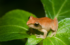 Brown Treefrog photo 4