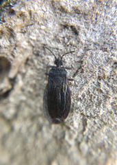 Aneurus inconstans