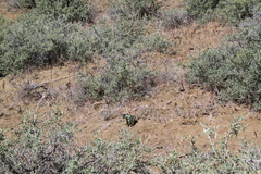 Asclepias cryptoceras davisii