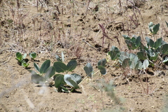 Asclepias cryptoceras davisii