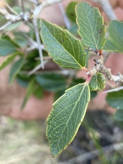 Xylosma tweediana