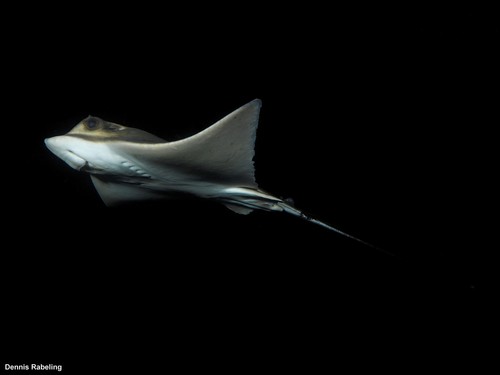 Common Eagle Ray, photo 10 of 10