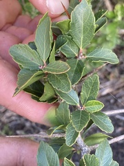 Xylosma tweediana