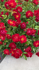 Rosa