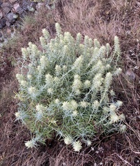 Castilleja grisea