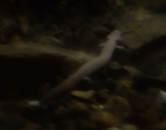 Proteus anguinus