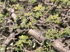 Mimosa burkartii