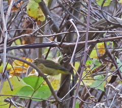 Setophaga palmarum hypochrysea