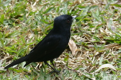 Knipolegus nigerrimus