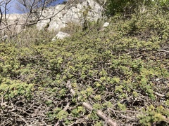 Mimosa burkartii