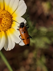 Mylabris maculosopunctata