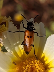 Mylabris maculosopunctata