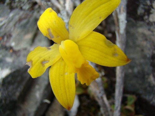 Briegeri Cattleya
