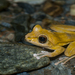 Robust Kajika Frog - Photo (c) Liu JimFood, some rights reserved (CC BY-NC)